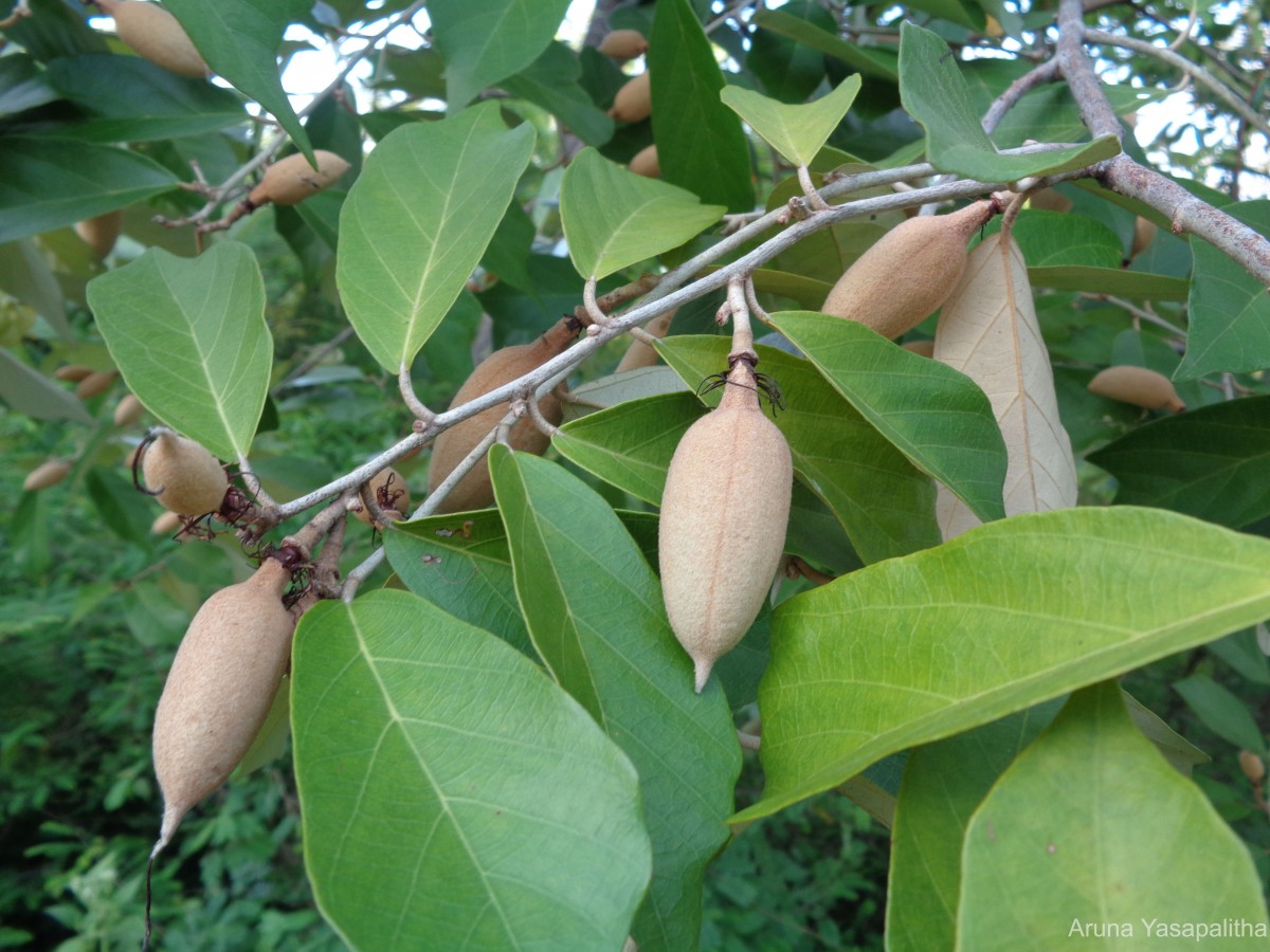 Pterospermum suberifolium (L.) Raeusch.